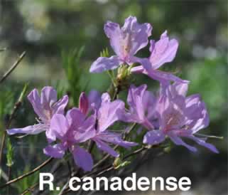 R canadense