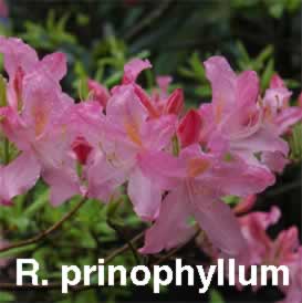 R prinophyllum