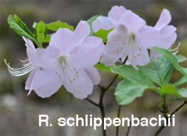 R schlippenbachii