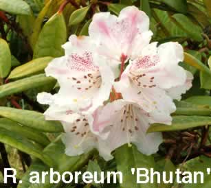 R arboreumBhutan