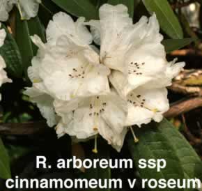 R arboreumCR