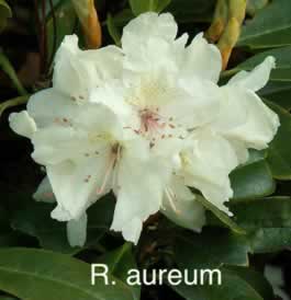 R aureum