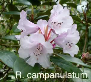 R campanulatum