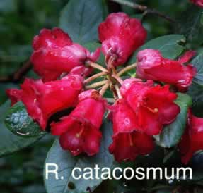 R catacosmum