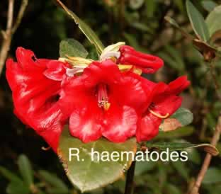 R haematodes