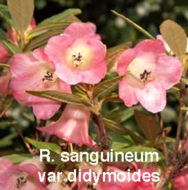 R sanguineum