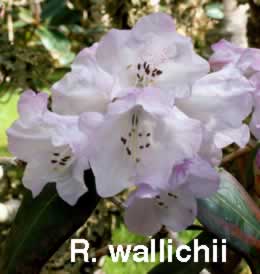 R wallichii