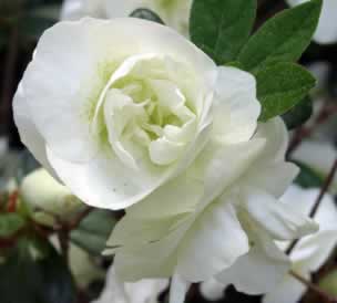 Hardy Gardenia