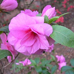 Pink Camellia