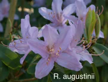 R augustinii