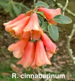 R cinnabarinum