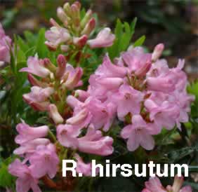 R hirsutum