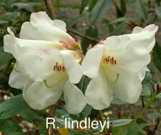 R lindleyi