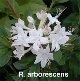 R arborescens