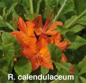 R calendulaceum