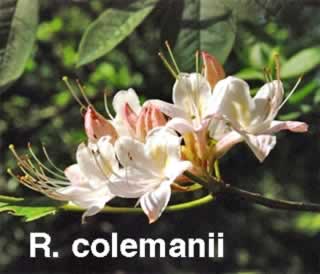 R colemanii