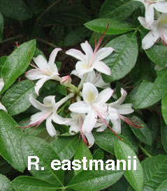 R eastmanii