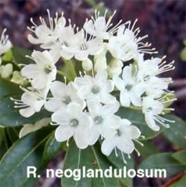 R neoglandulosum