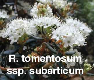 R tomentosumS