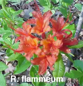 Rflammeum