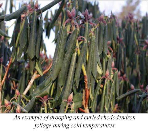 Rhododendron In Winter Scene